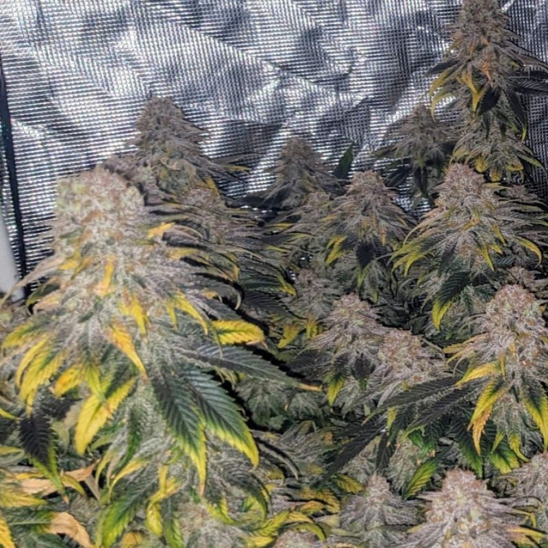 Great White Shark CBD - ιατρικοί σπόροι κάνναβης, ποικιλία κάνναβης