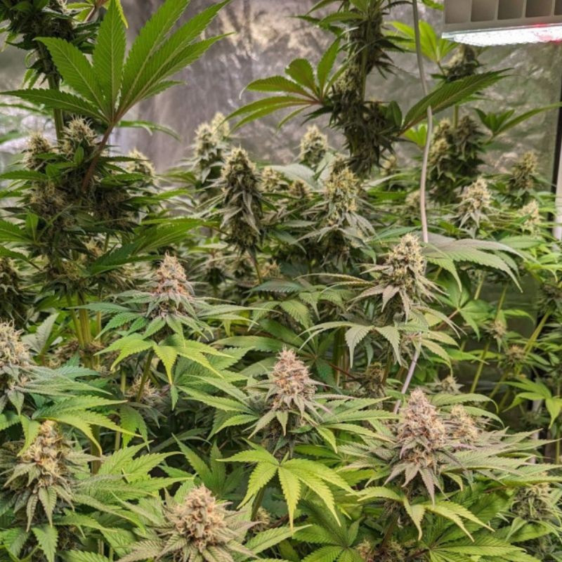 Cheese CBD ιατρική κάνναβη, θηλυκοποιημένοι σπόροι – περιγραφή ποικιλίας