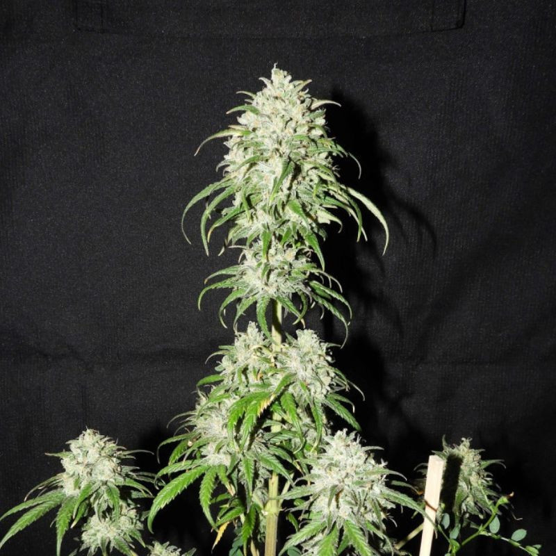 Devil's Kiss Auto - αυτόματοι σπόροι κάνναβης, ποικιλία κάνναβης