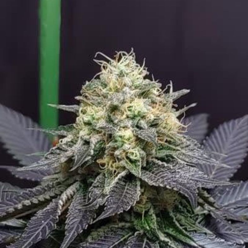 Green Crack Auto - αυτόματοι σπόροι κάνναβης, ποικιλία κάνναβης