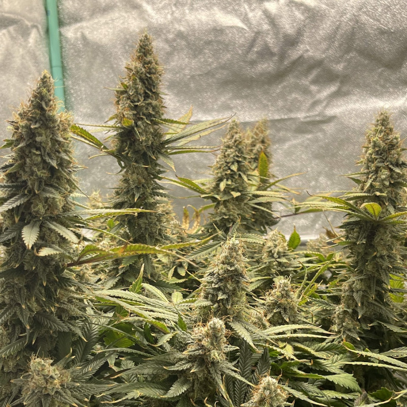 Jack Herer Auto - αυτόματοι σπόροι κάνναβης, ποικιλία κάνναβης