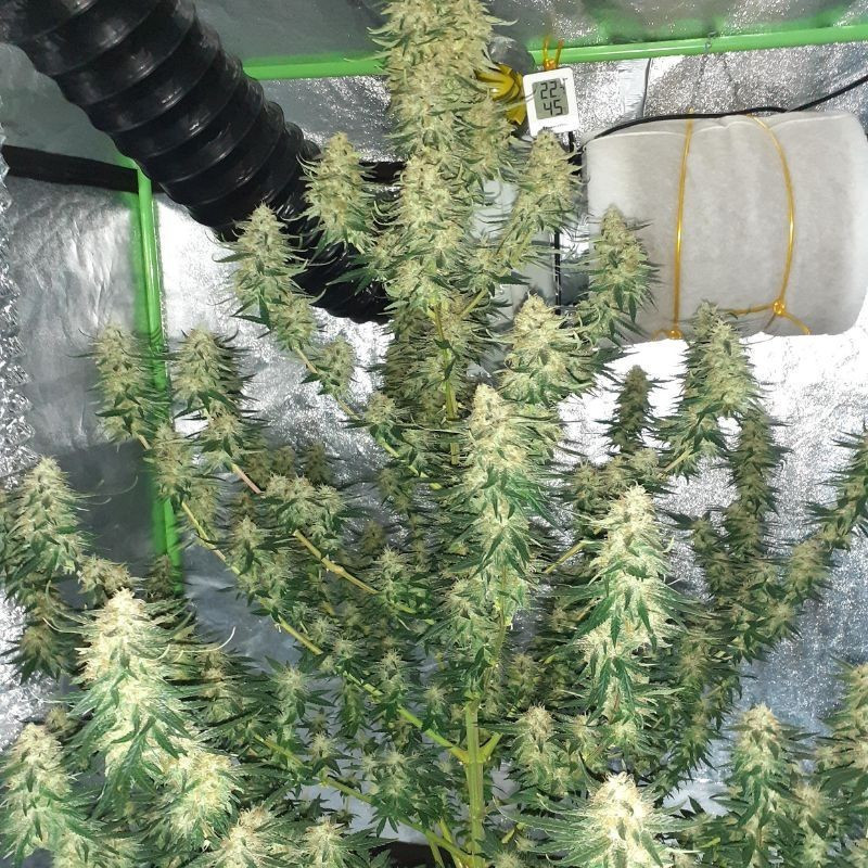 Hindu Kush Auto - αυτόματοι σπόροι κάνναβης, ποικιλία κάνναβης