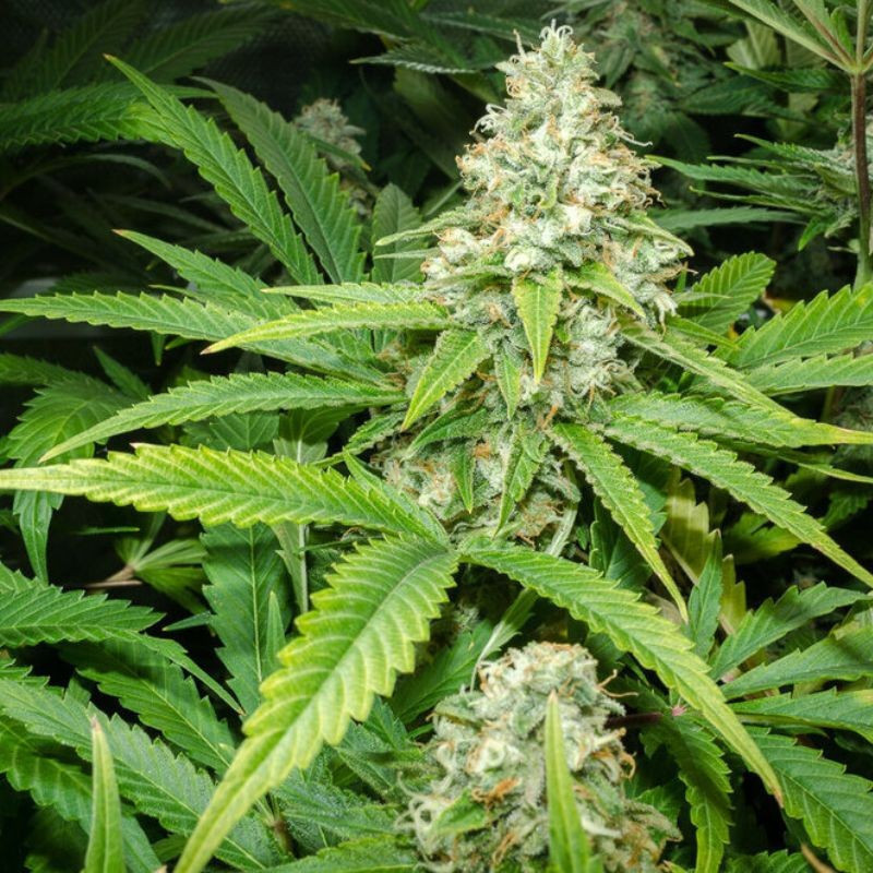 Green Skunk Auto - αυτόματοι σπόροι κάνναβης, ποικιλία κάνναβης