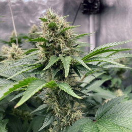 Northern Light Auto - αυτόματοι σπόροι κάνναβης, ποικιλία κάνναβης