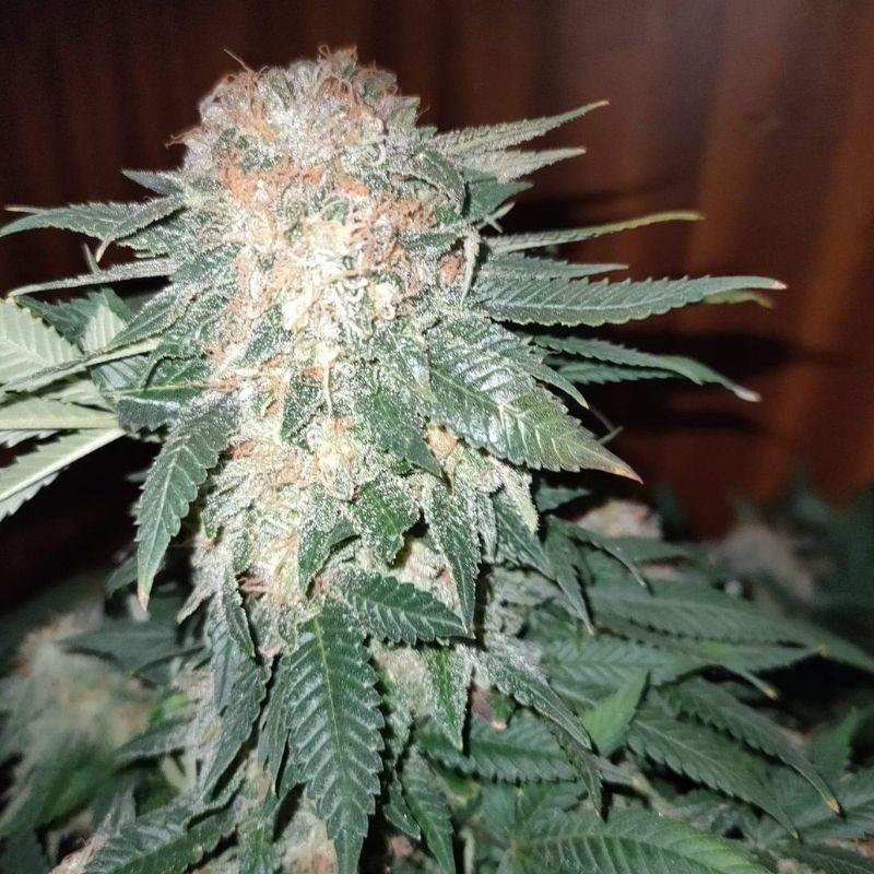 Sour Diesel Auto - αυτόματοι σπόροι κάνναβης, ποικιλία κάνναβης