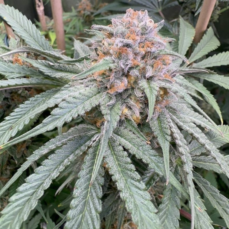 Purple Kush Auto - αυτόματοι σπόροι κάνναβης, ποικιλία κάνναβης
