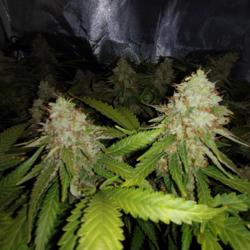 White Widow Auto - αυτόματοι σπόροι κάνναβης, ποικιλία κάνναβης