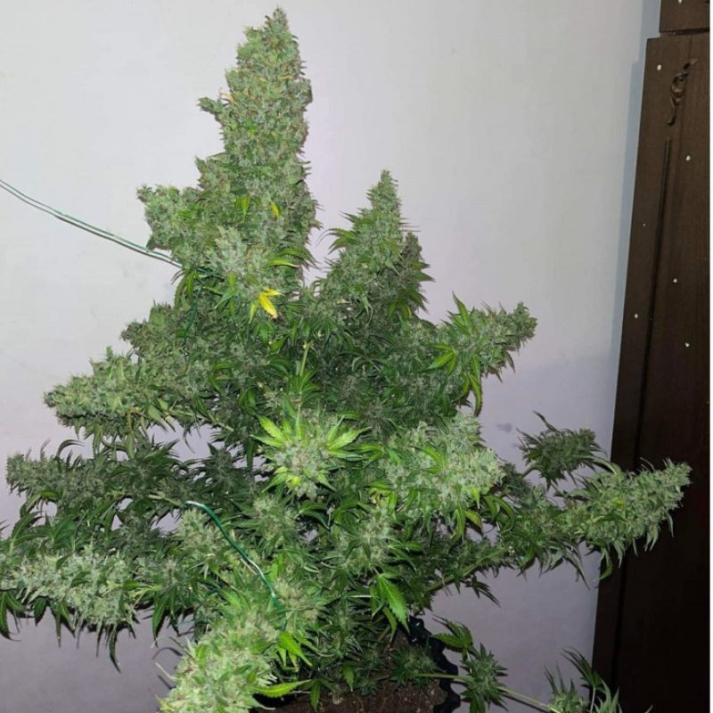 White Russian Auto - αυτόματοι σπόροι κάνναβης, ποικιλία κάνναβης