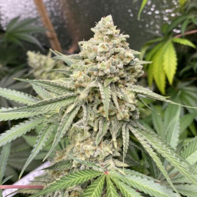 Zkittlez Auto - αυτόματοι σπόροι κάνναβης, ποικιλία κάνναβης