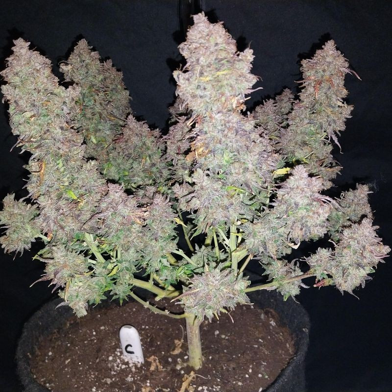 Bruce Banner Auto - αυτόματοι σπόροι κάνναβης, ποικιλία κάνναβης