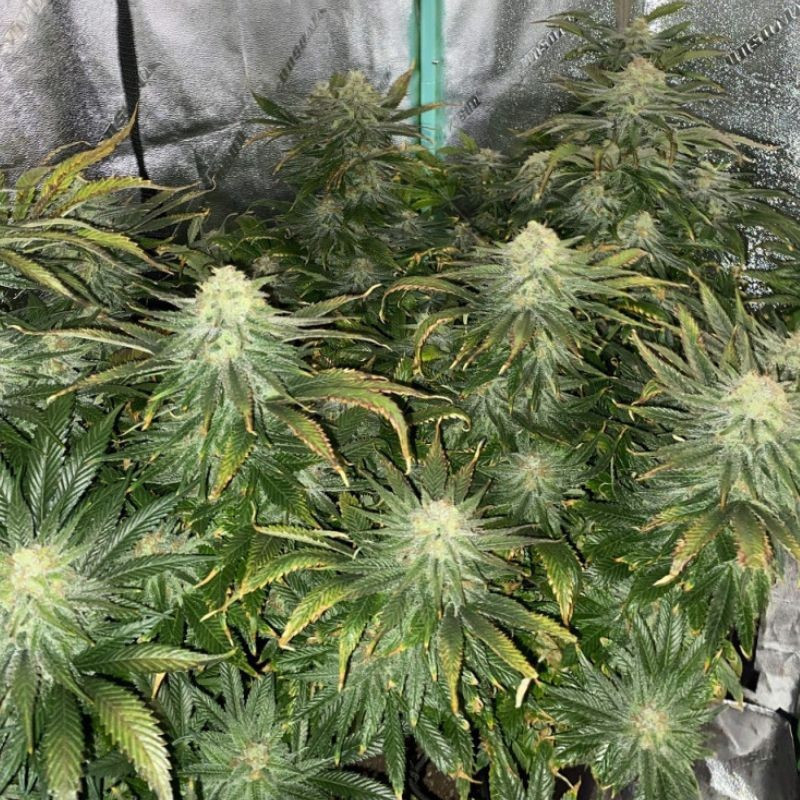 Big Bud Auto - αυτόματοι σπόροι κάνναβης, ποικιλία κάνναβης