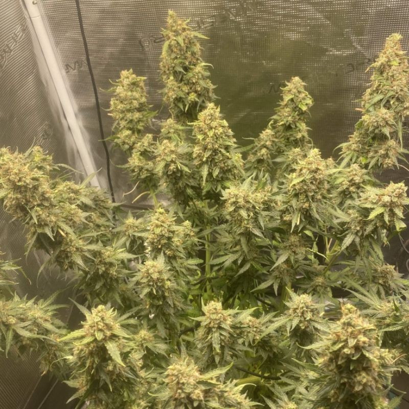 Amnesia Haze Auto - αυτόματοι σπόροι κάνναβης, ποικιλία κάνναβης