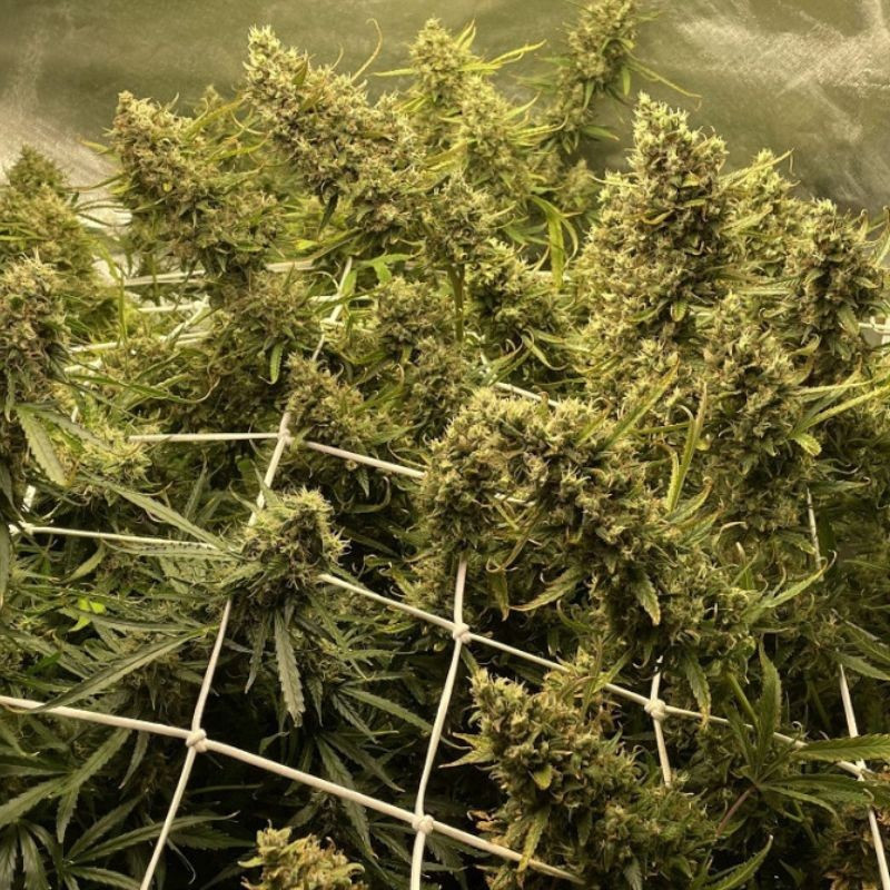 Strawberry Kush - σπόροι κάνναβης, ποικιλία κάνναβης