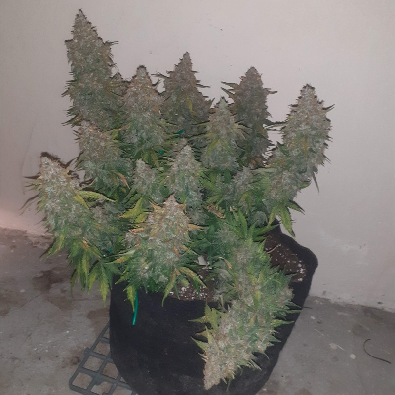 Somango - σπόροι κάνναβης, ποικιλία κάνναβης