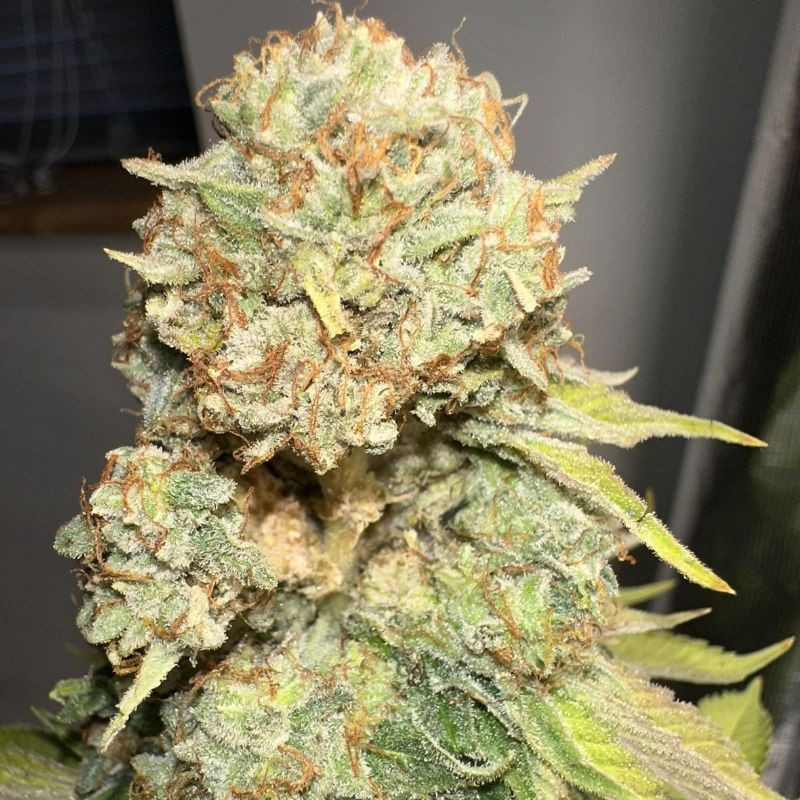 Sour Diesel - σπόροι κάνναβης, ποικιλία κάνναβης