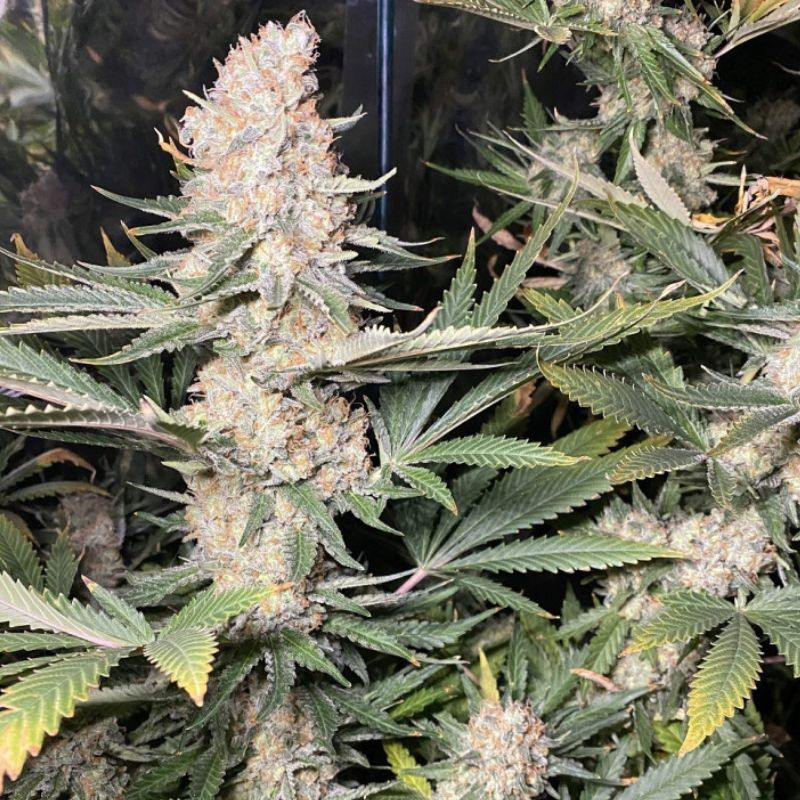Super Skunk - σπόροι κάνναβης, ποικιλία κάνναβης