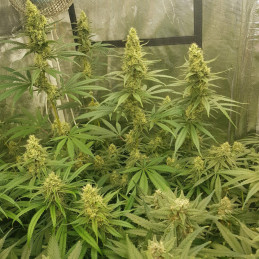 Sherbet - σπόροι κάνναβης, ποικιλία κάνναβης