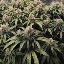 Runtz - σπόροι κάνναβης, ποικιλία κάνναβης