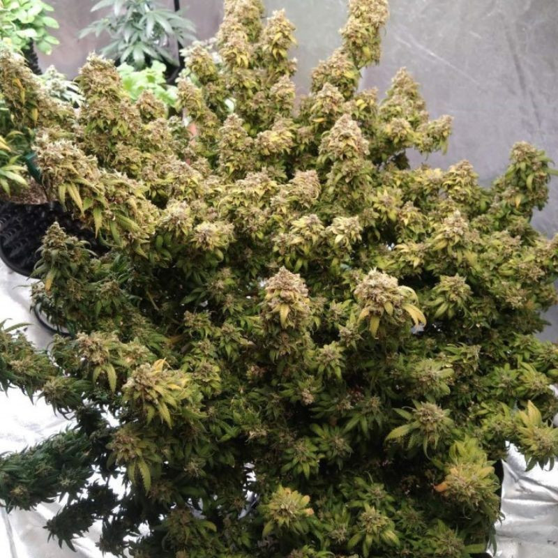 Mazar Extra - σπόροι κάνναβης, ποικιλία κάνναβης