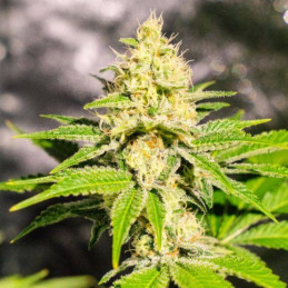 Mister Kush - σπόροι κάνναβης, ποικιλία κάνναβης