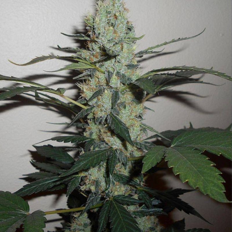 Green Crack - σπόροι κάνναβης, ποικιλία κάνναβης