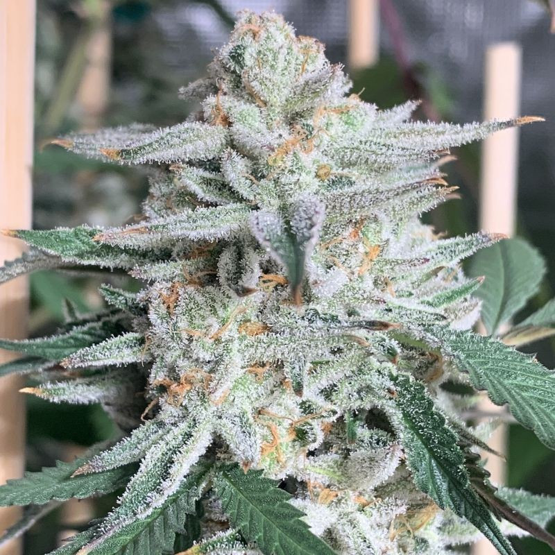 Girl Scout Cookies - σπόροι κάνναβης, ποικιλία κάνναβης