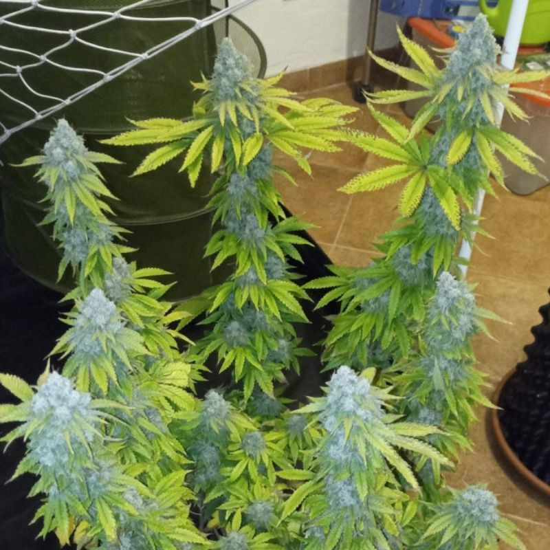 Crystal Candy - σπόροι κάνναβης, ποικιλία κάνναβης