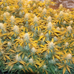 Great White Shark - σπόροι κάνναβης, ποικιλία κάνναβης