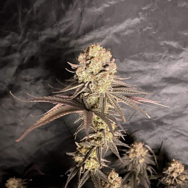 RoboCop - σπόροι κάνναβης, ποικιλία κάνναβης