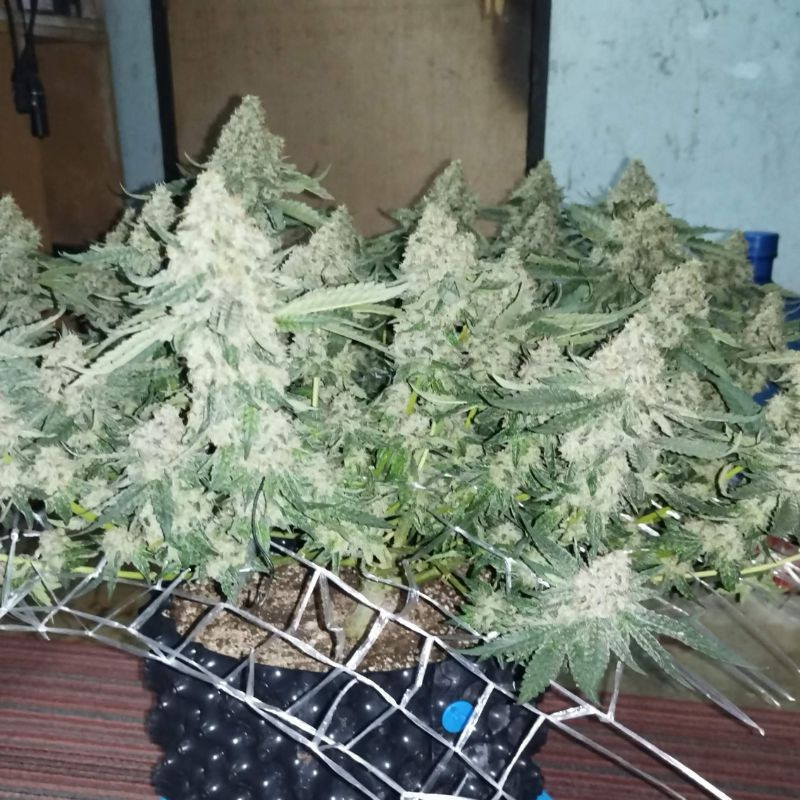 Coffee Ryder - σπόροι κάνναβης, ποικιλία κάνναβης