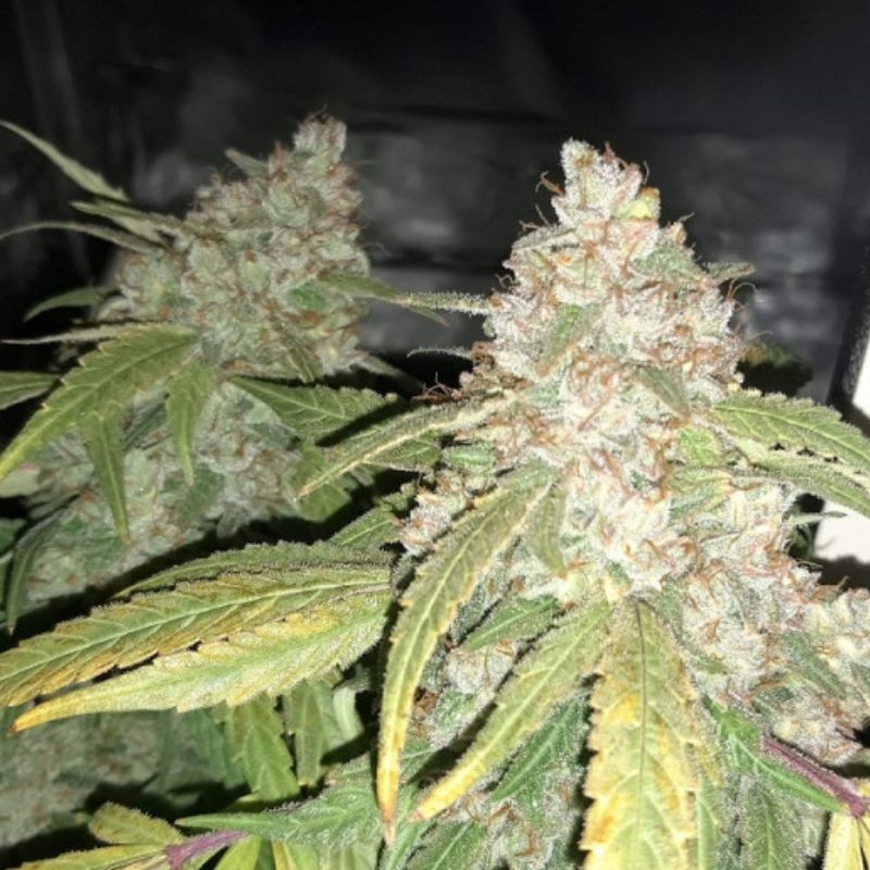 Afghan Kush - σπόροι κάνναβης, ποικιλία κάνναβης