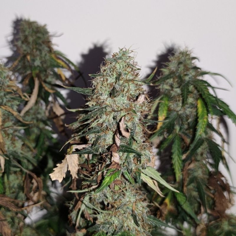 Gorilla Cookies - σπόροι κάνναβης, ποικιλία κάνναβης