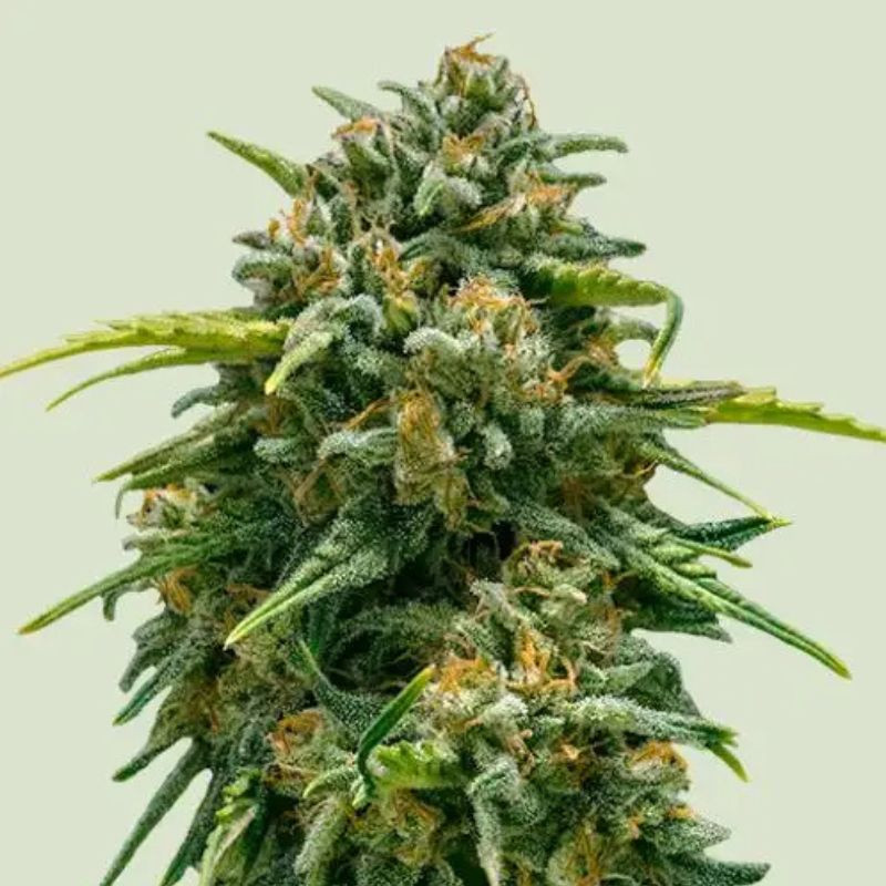 Sweet Skunk Auto - σπόροι κάνναβης