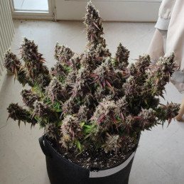 Royal Gorilla Automatic - σπόροι κάνναβης