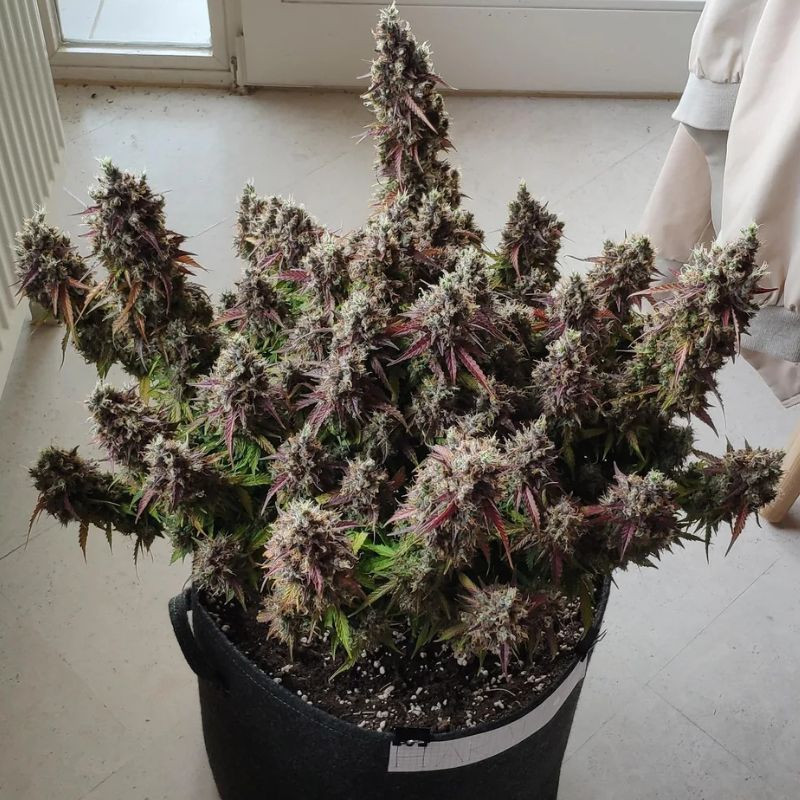 Royal Gorilla Automatic - σπόροι κάνναβης