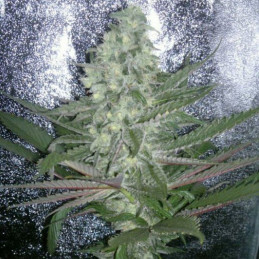 60 Day Grapefruit Auto