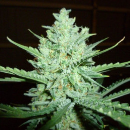 C99 x Blueberry Fast Version