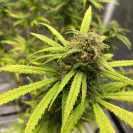 Watermelon Zkittlez Auto