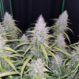 Auto Cinderella Jack