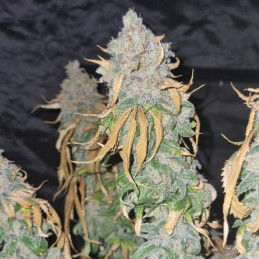 Original Auto Amnesia Haze