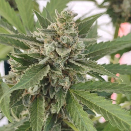 White Widow Auto CBD