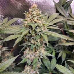 Cream Mandarine Auto