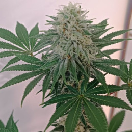 S.A.D. Sweet Afgani...