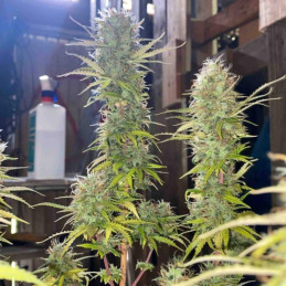 Northern Light X Skunk