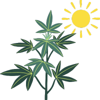 Σπόροι Κάνναβης Εξωτερικού Χώρου