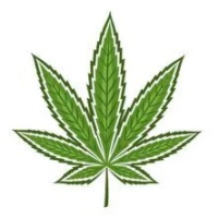 Σπόροι Κάνναβης Υβριδικά