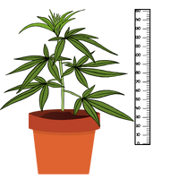 Χαμηλές Ποικιλίες Κάνναβης