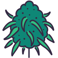 Σπόροι Κάνναβης με Υψηλή Απόδοση