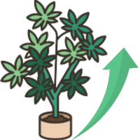 Σπόροι Κάνναβης Ταχείας Ανάπτυξης