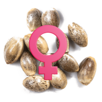 Θηλυκοποιημένοι Σπόροι Κάνναβης